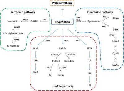 Tryptophan metabolites in depression: Modulation by gut microbiota